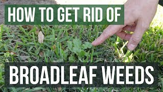 How to Get Rid of Leafy Weeds