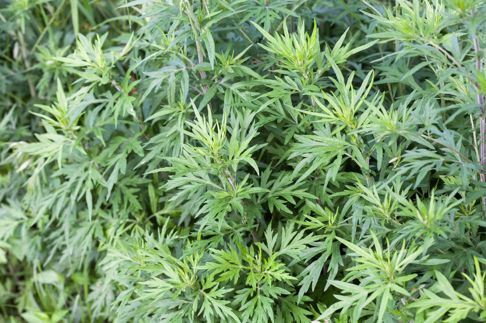 How to Get Rid of Mugwort Naturally