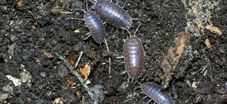 How To Get Rid Of Pill Bugs In Potted Plants