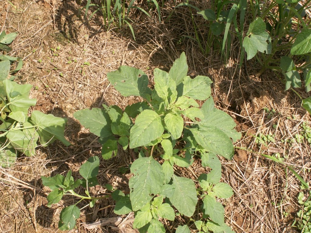 How to Get Rid of Redroot Pigweed