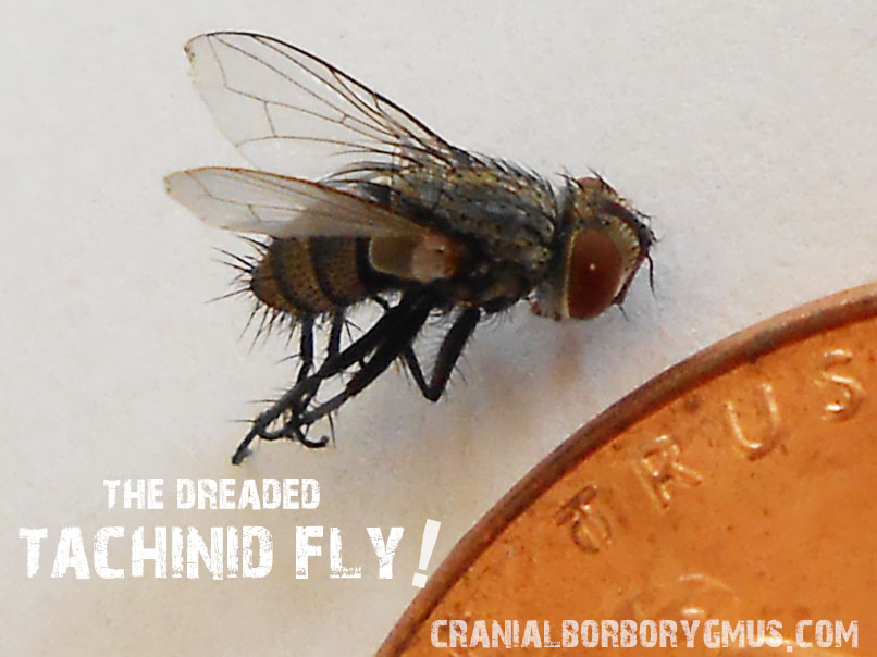 How to Get Rid of Tachinid Flies