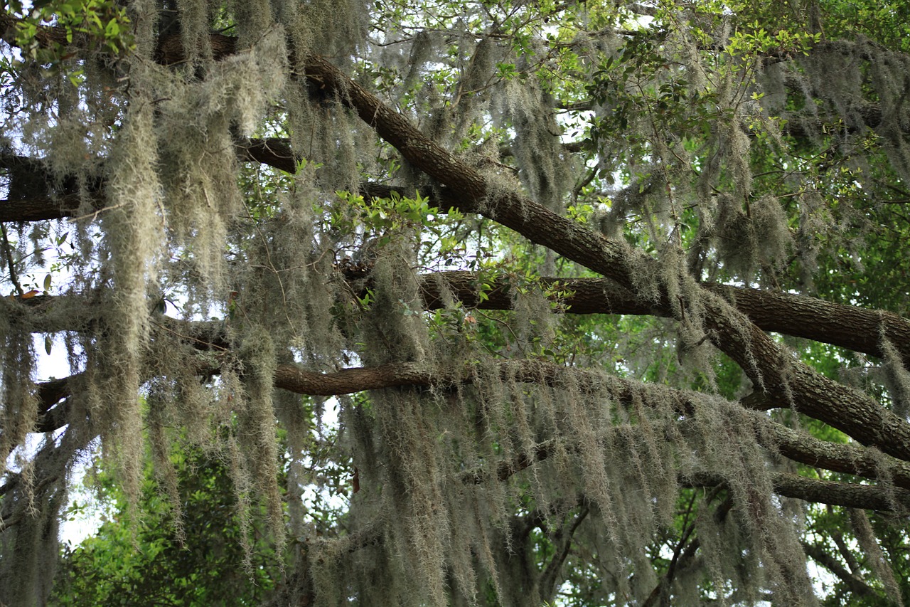 How to Get Rid of Tree Moss