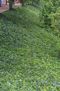 How to Get Rid of Weeds in Ground Cover