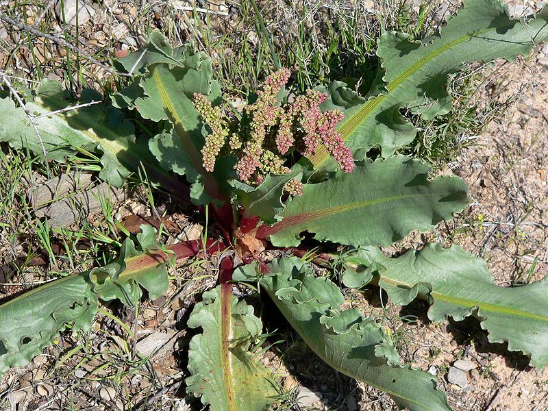 How to Get Rid of Wild Rhubarb