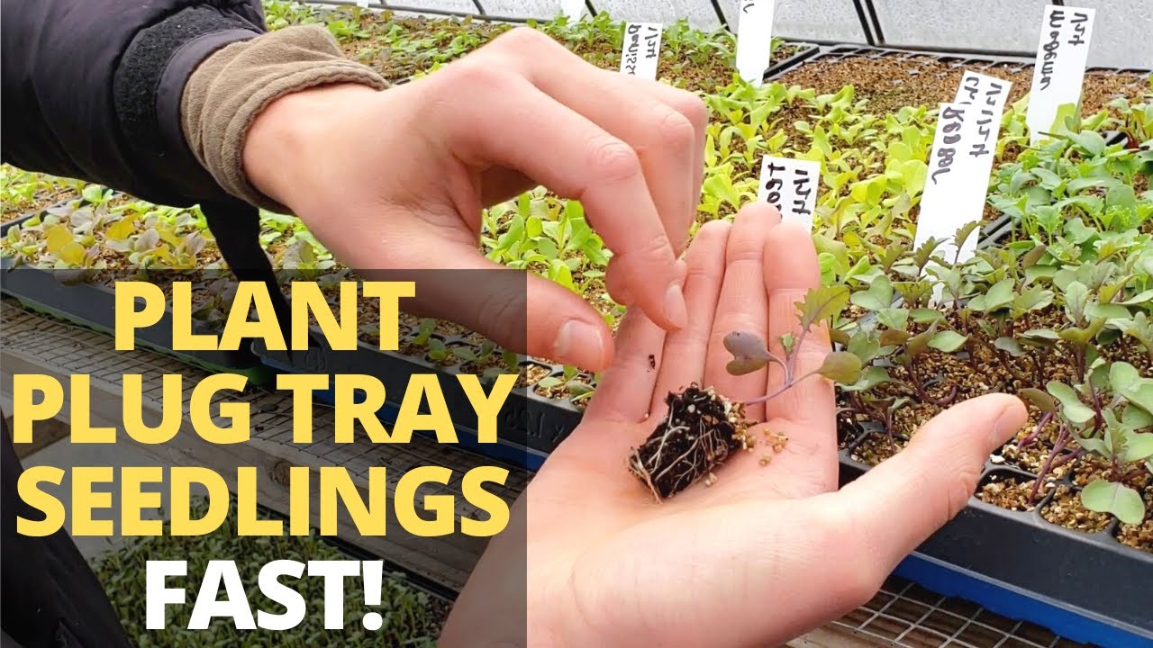 How to Get Seedlings Out of Tray