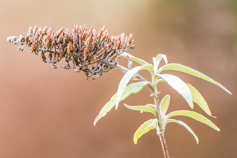 How to Get Seeds from a Butterfly Bush