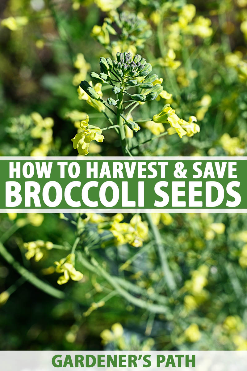 How to Get Seeds from Broccoli