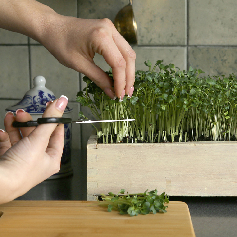 How to Get Seeds from Microgreens