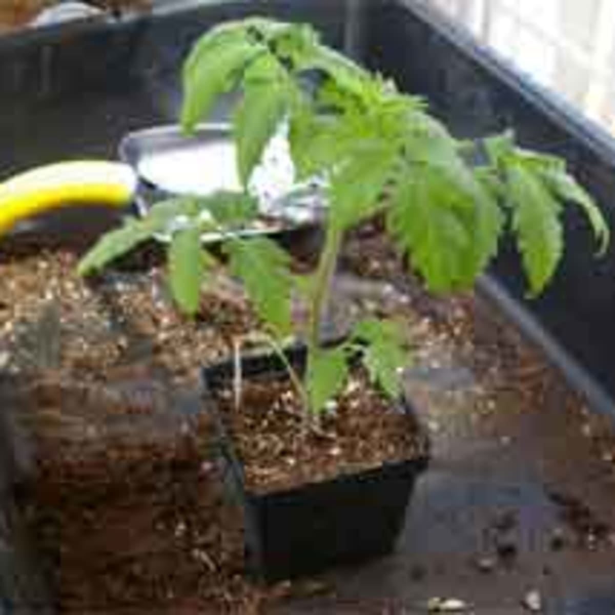 How to Get Thick Stems on Tomato Plants
