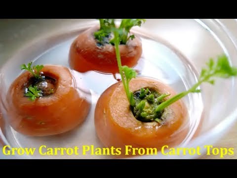 How to Grow a Carrot from a Carrot