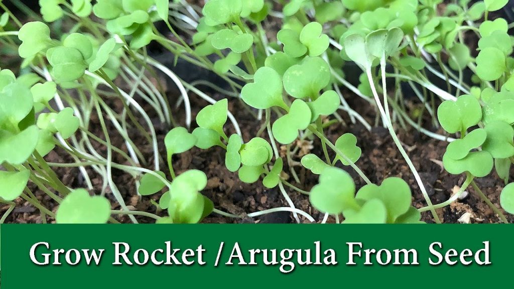 How to Grow Arugula Seeds | Step by Step Guide (2024)