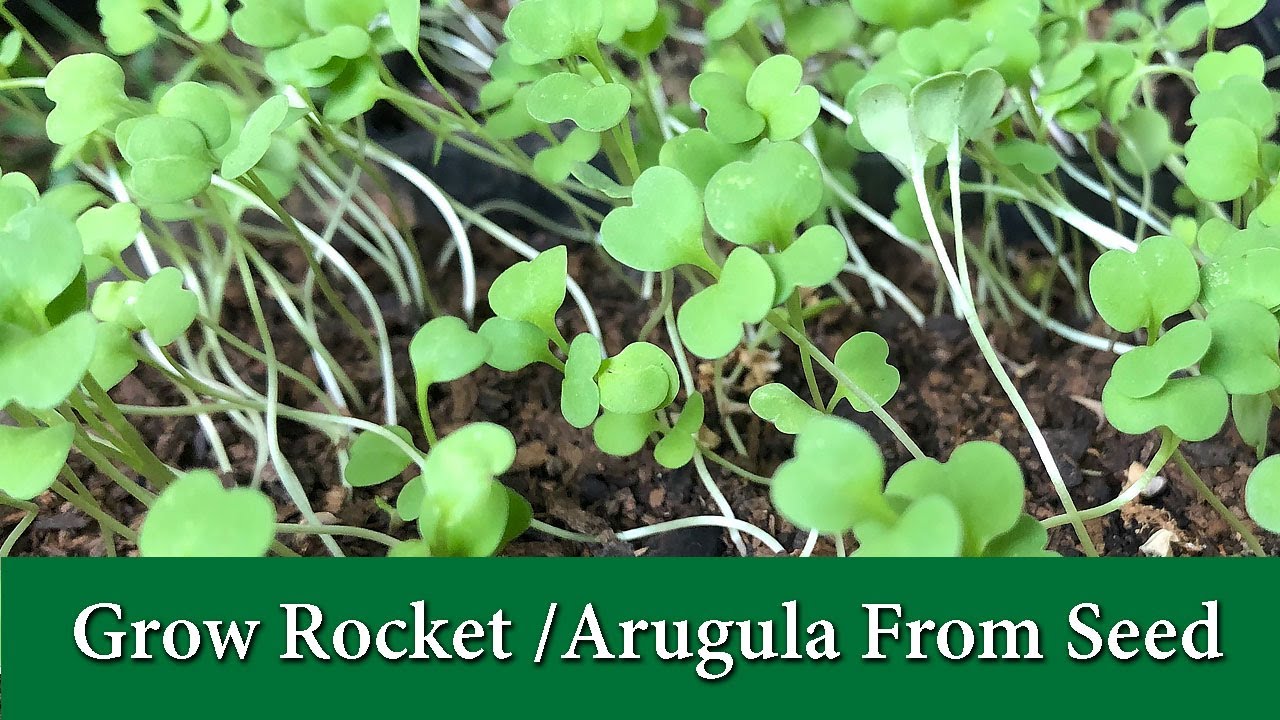How to Grow Arugula Seeds