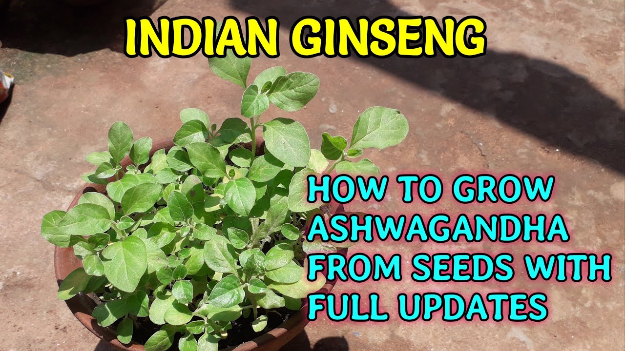 How to Grow Ashwagandha Plant