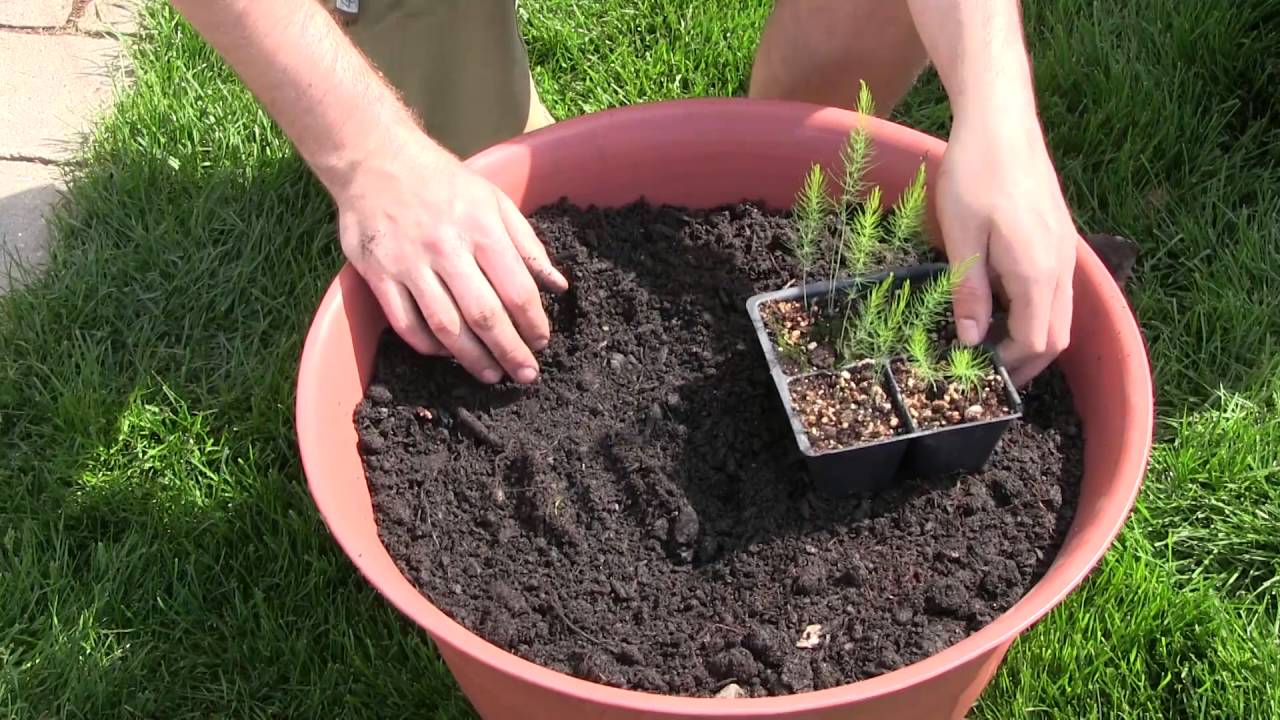How to Grow Asparagus in Containers