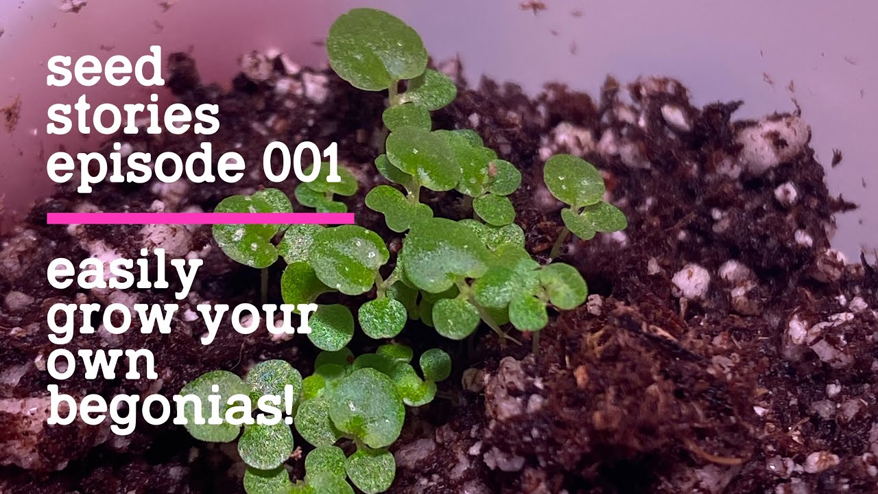 How to Grow Begonia Seeds