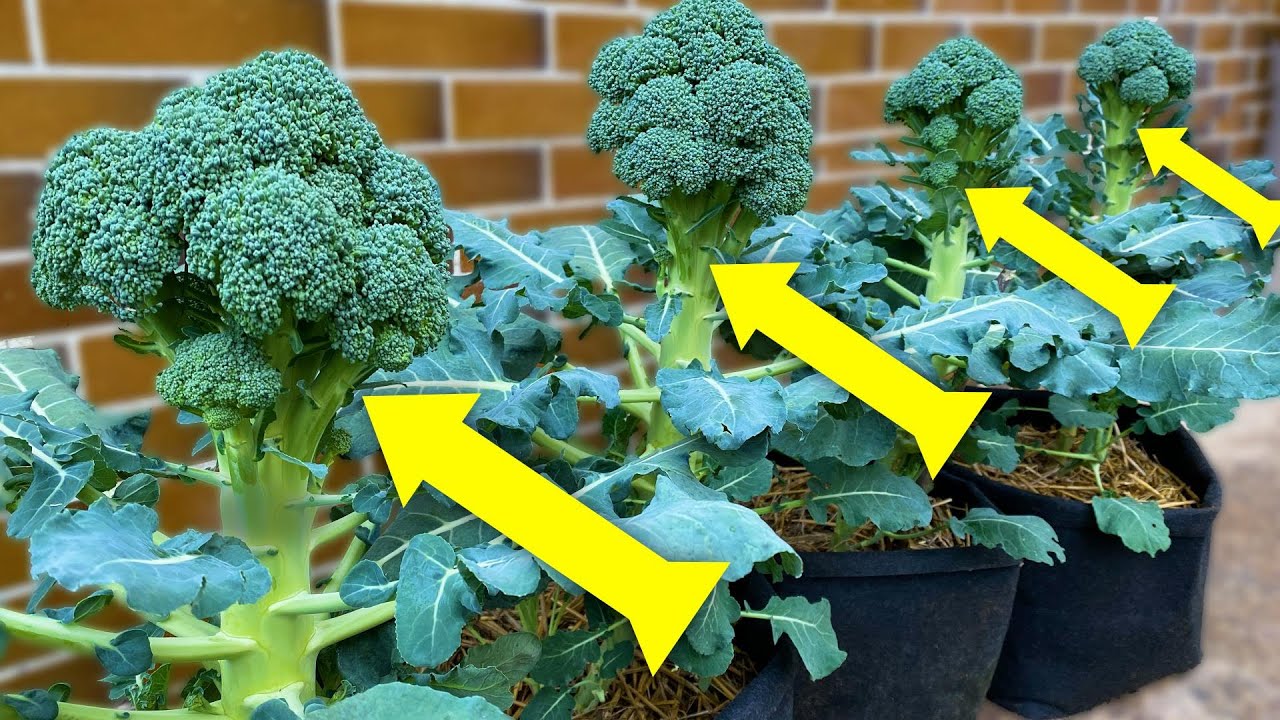 How to Grow Broccoli in Containers