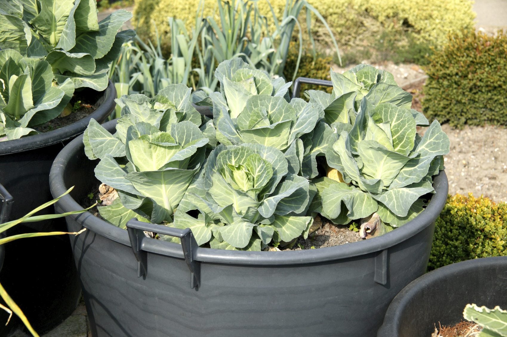 How to Grow Cabbage in Pots