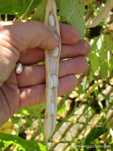 How to Grow Cannellini Beans