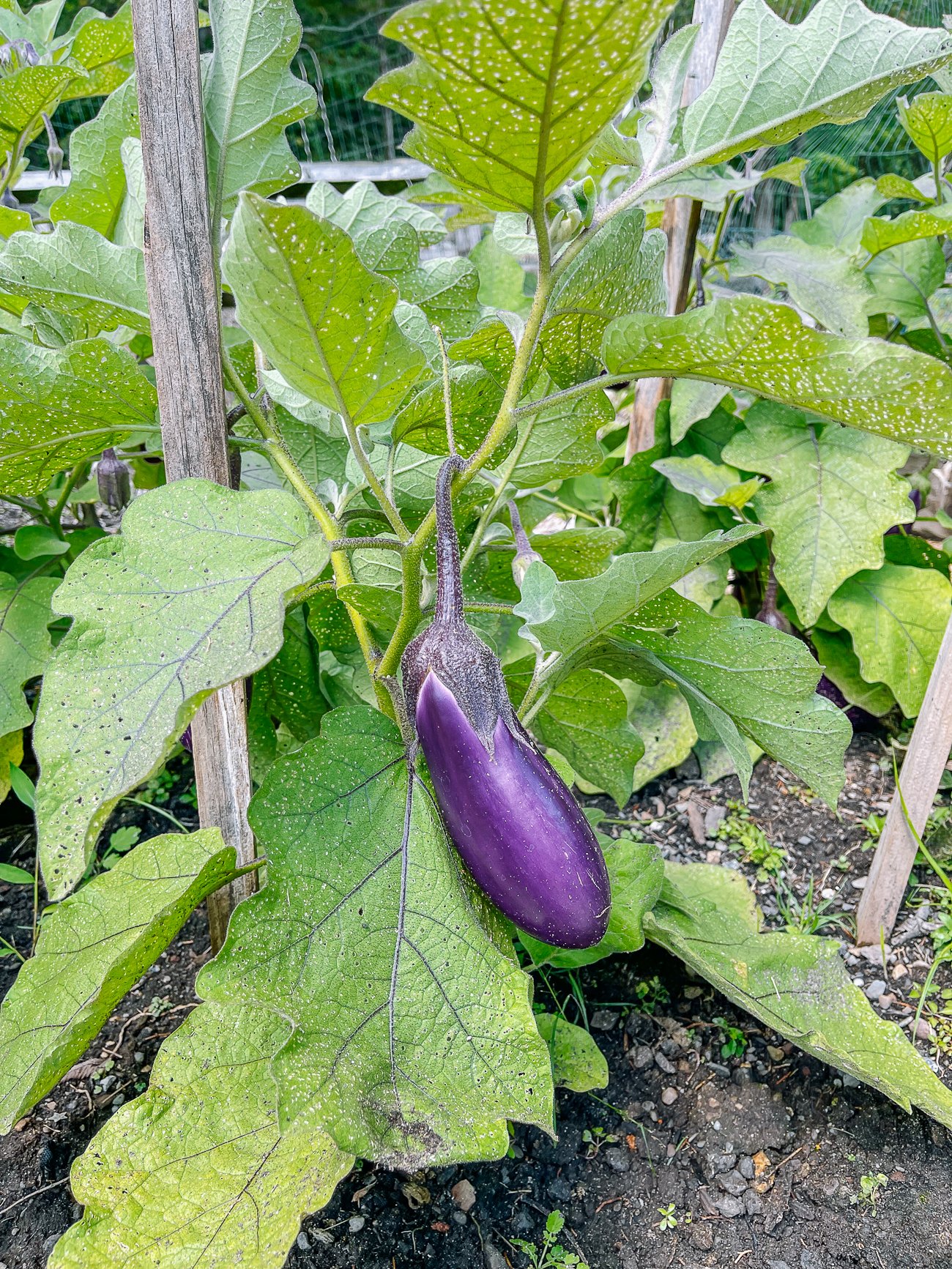 How to Grow Chinese Eggplant