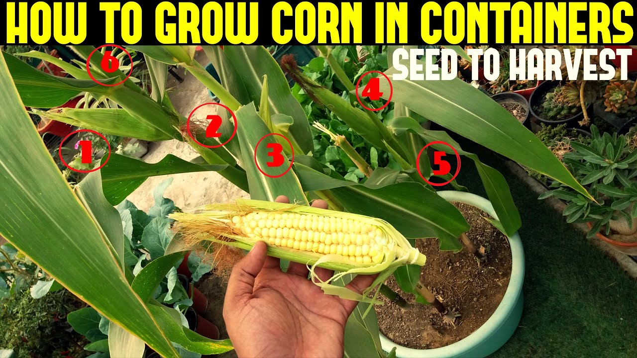 How to Grow Corn in a Pot
