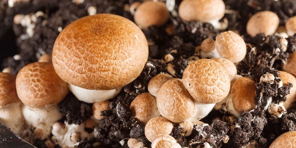 How to Grow Cremini Mushrooms