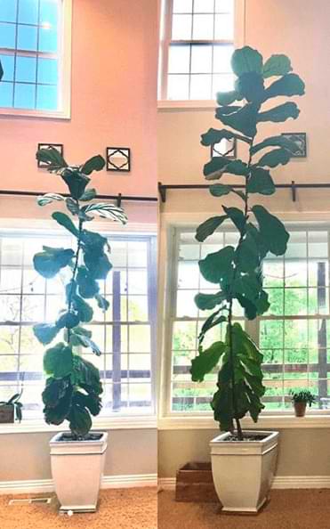 How to Grow Fiddle Leaf Fig Taller