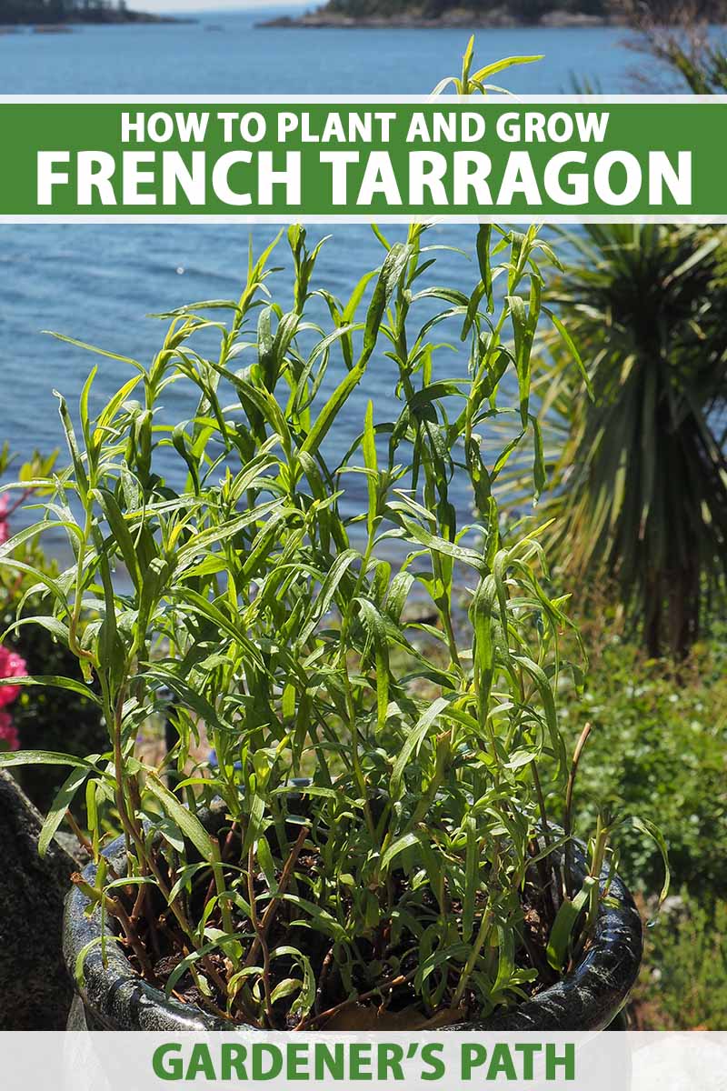 How to Grow French Tarragon