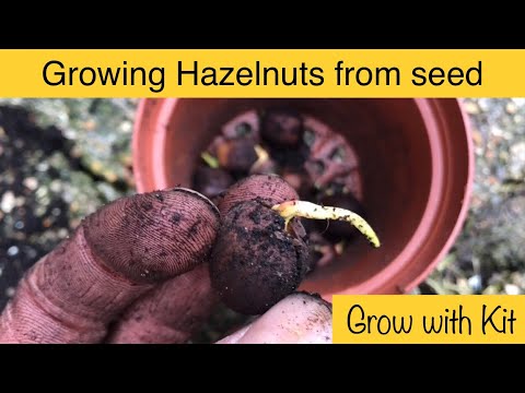 How to Grow Hazelnuts from Seed