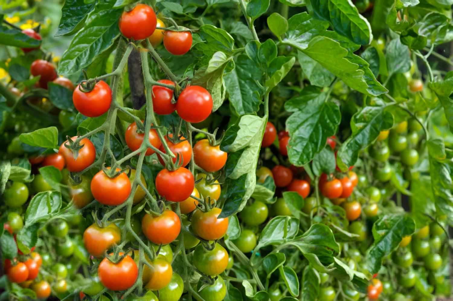 How to Grow Indeterminate Tomatoes