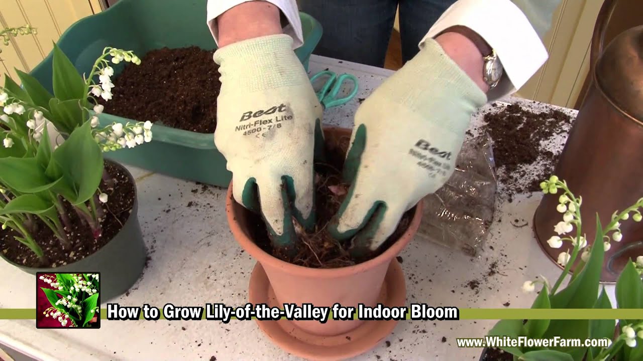 How to Grow Lily of the Valley Indoors