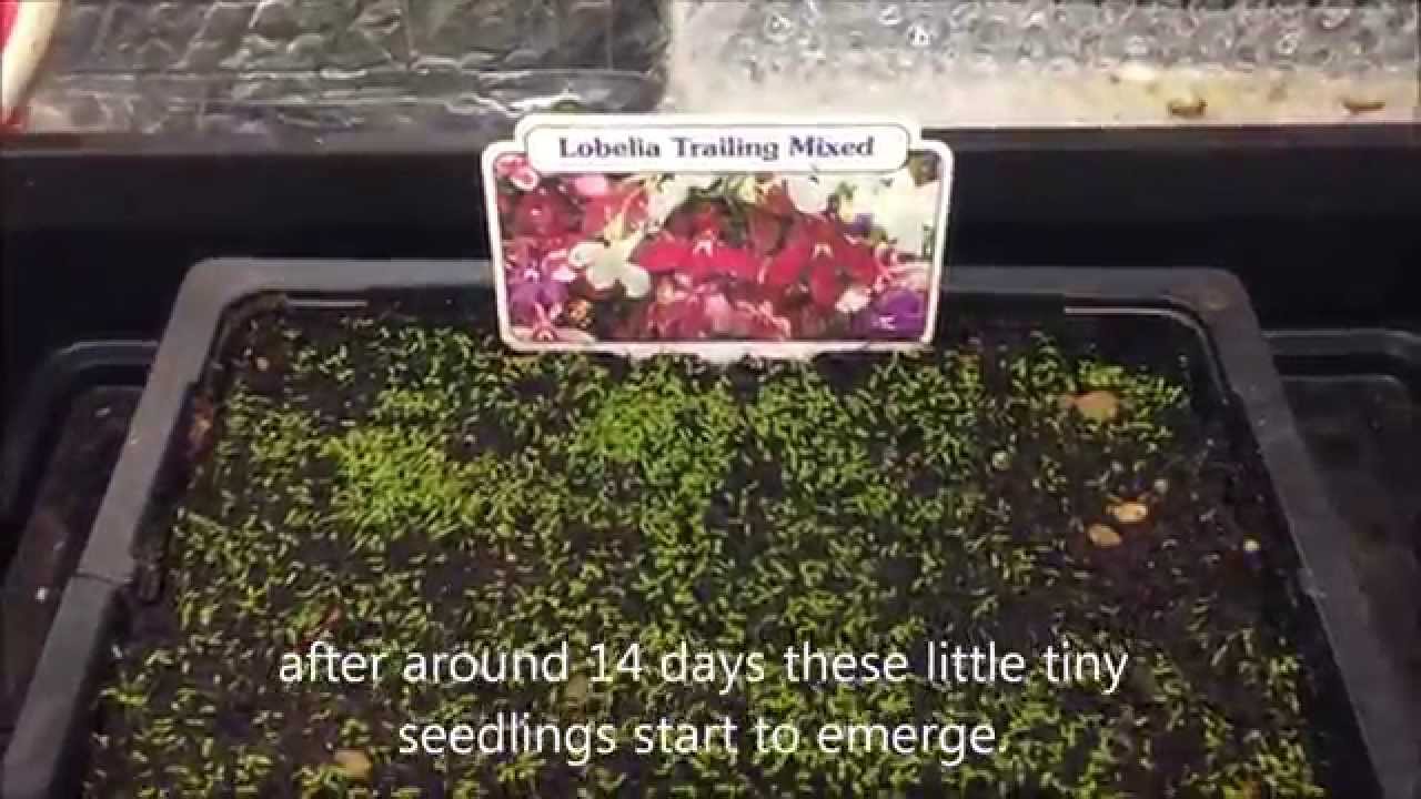 How to Grow Lobelia Seeds