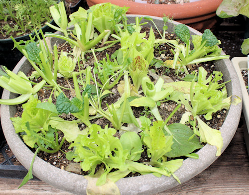 How to Grow Mesclun in Containers