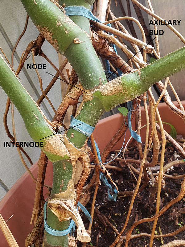 How to Grow Monstera from Node