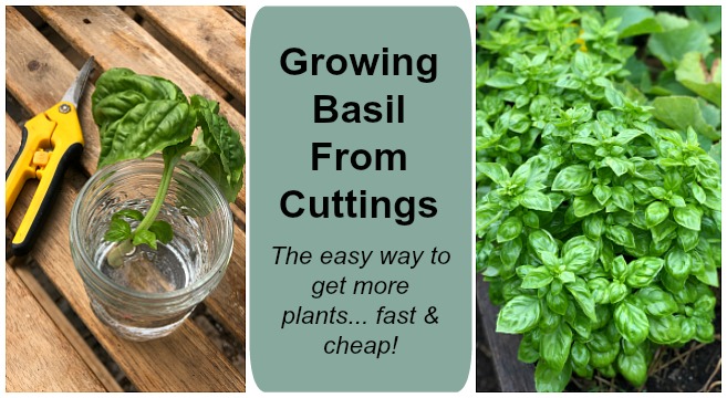 How to Grow More Basil from Cuttings