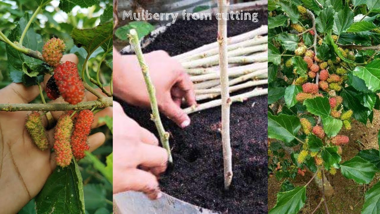 How to Grow Mulberry from Cuttings