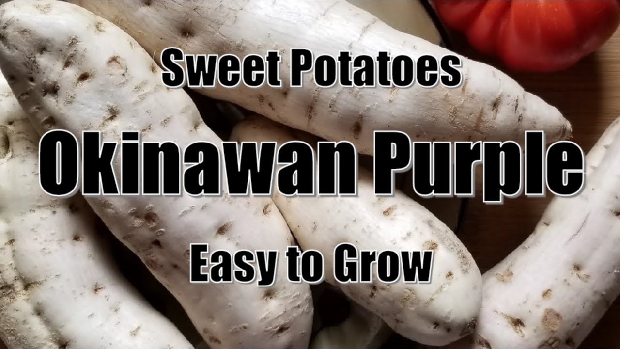 How to Grow Okinawan Sweet Potato