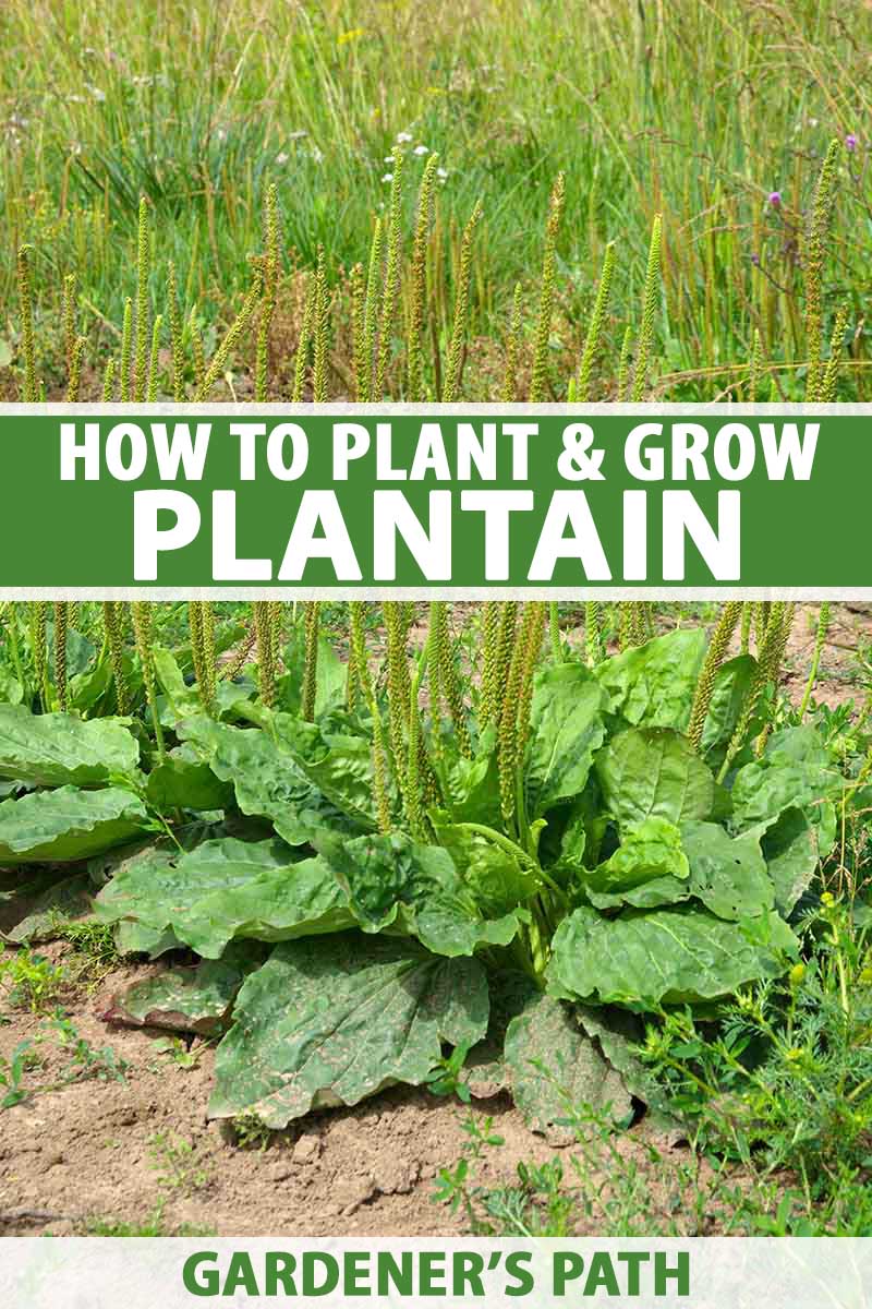 How to Grow Plantain from Seed