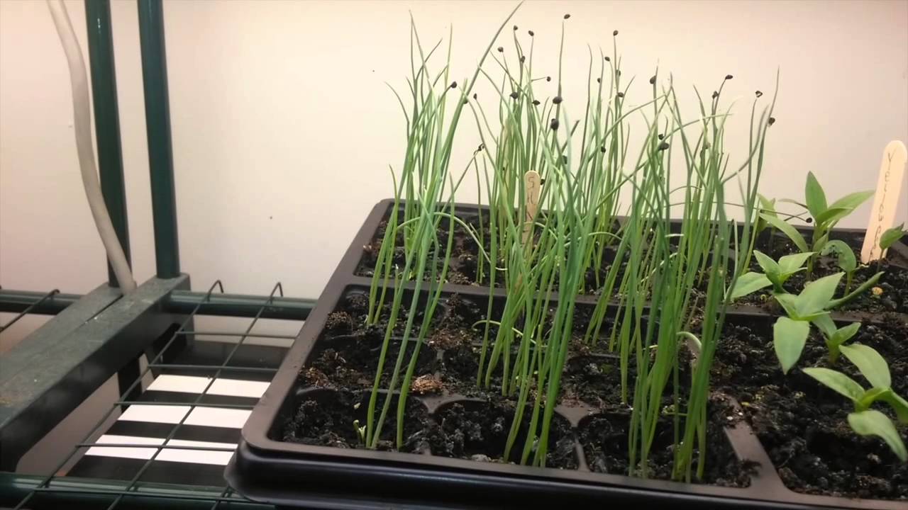 How to Grow Shallots from Seed