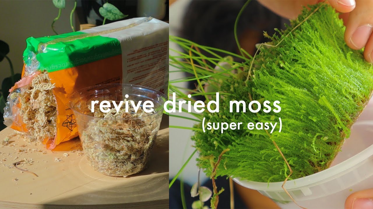 How to Grow Sphagnum Moss from Dried