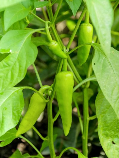 How to Grow Sweet Banana Pepper