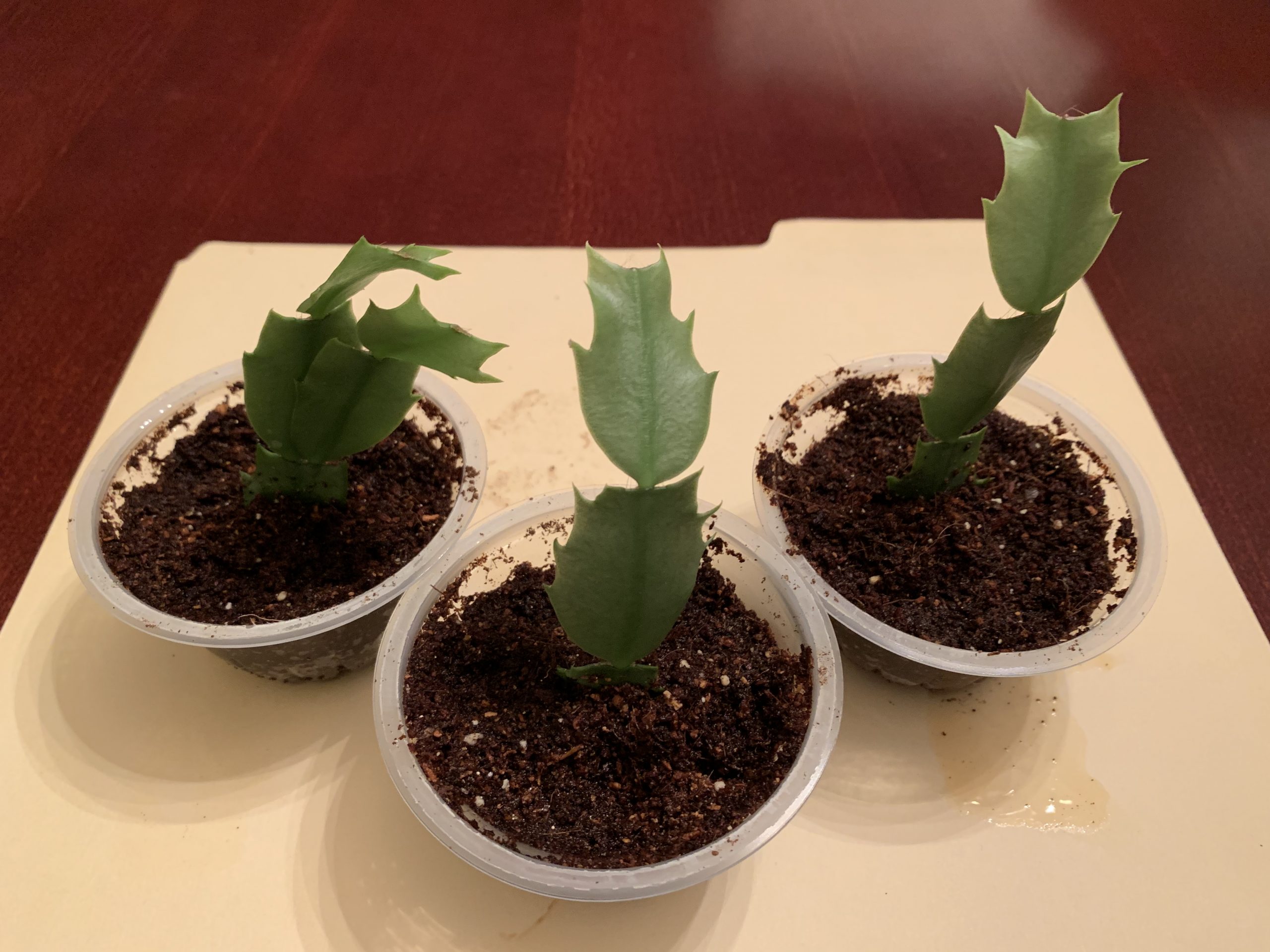 How to Grow Thanksgiving Cactus from Cuttings