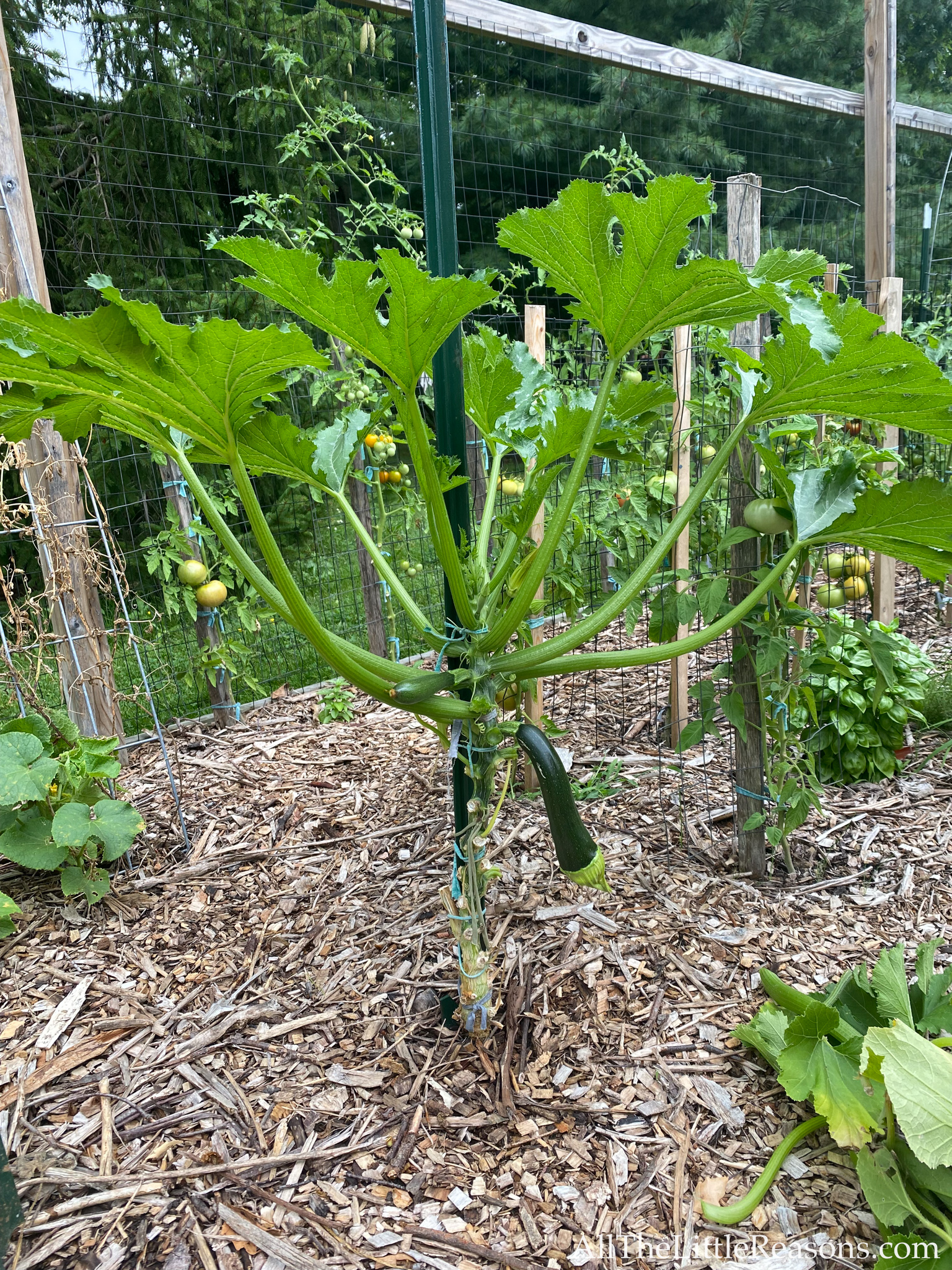 How to Grow Zucchini Vertically