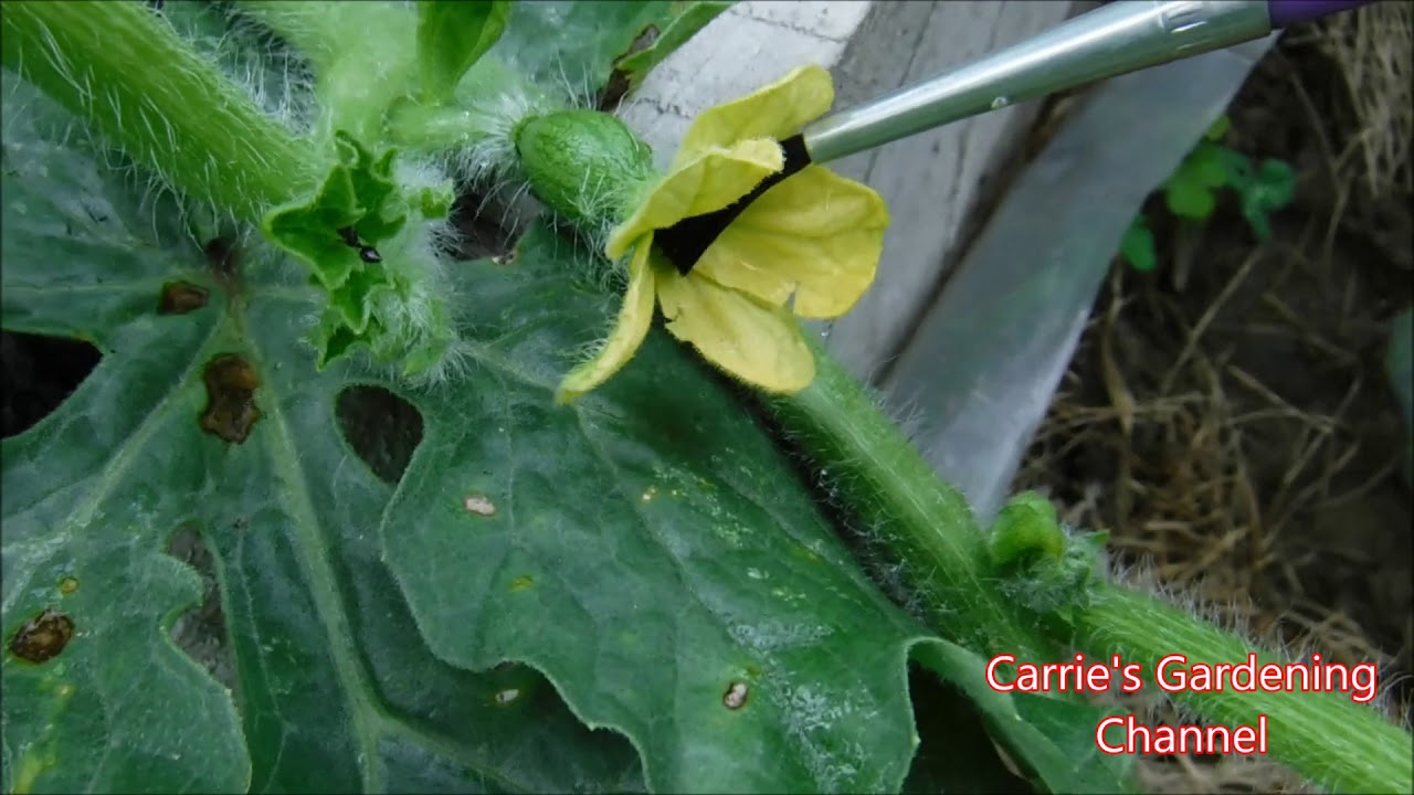 How to Hand Pollinate Watermelon