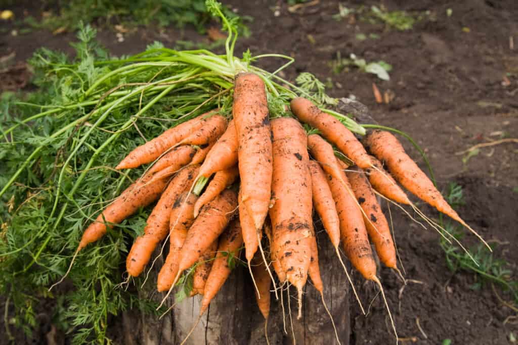 How to Harvest And Store Carrots