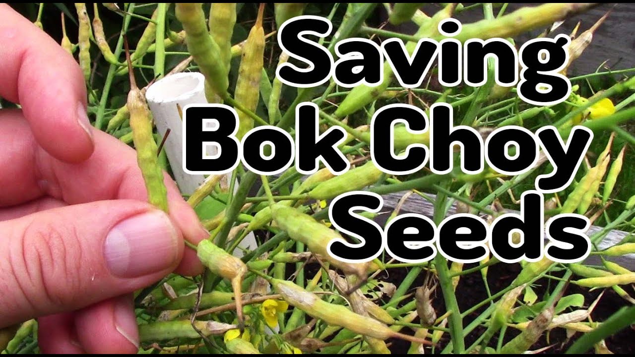 How to Harvest Bok Choy Seeds