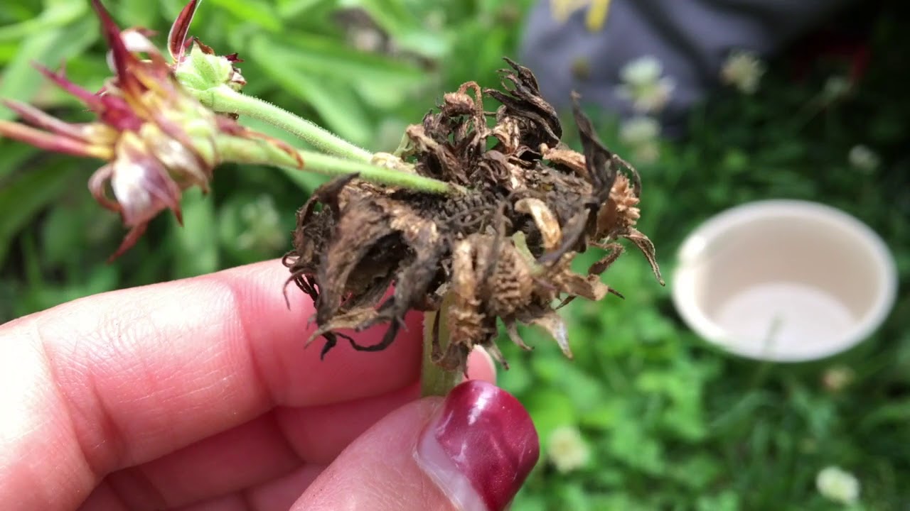 How to Harvest Calendula Seeds