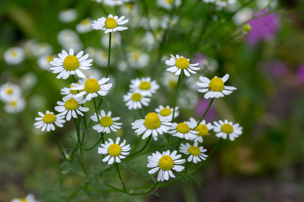 How to Harvest Chamomile Flowers 1500