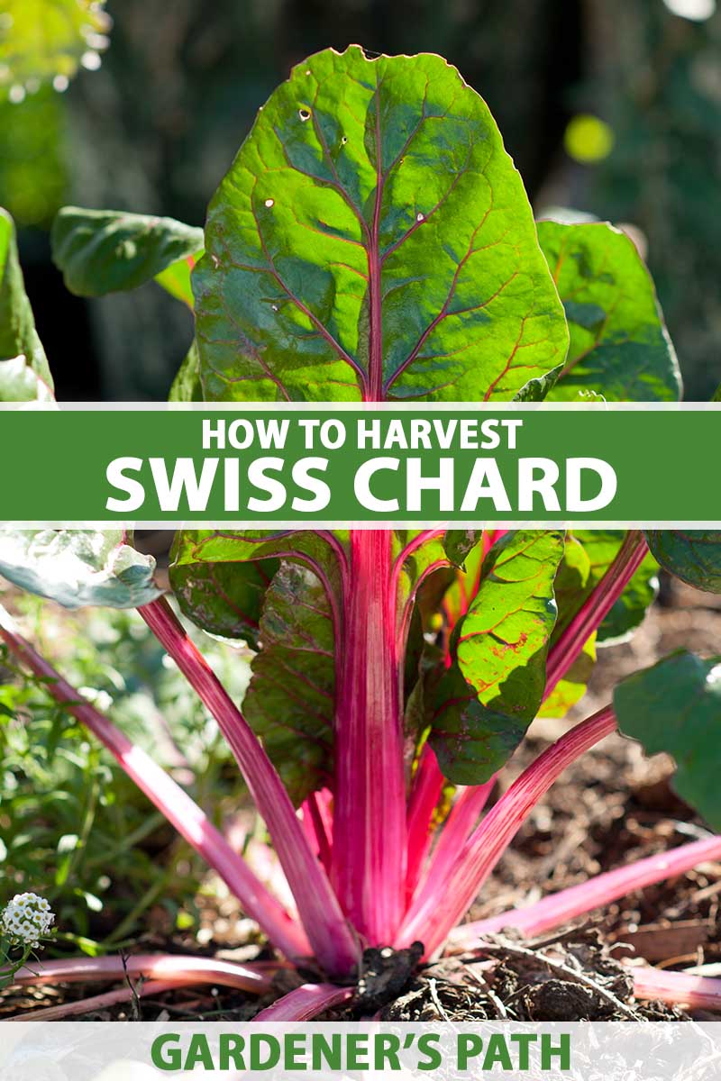 How to Harvest Chard