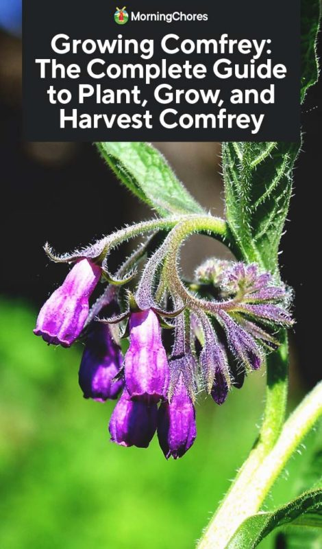 How to Harvest Comfrey