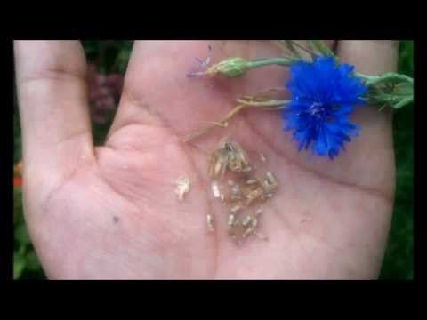 How to Harvest Cornflower Seeds
